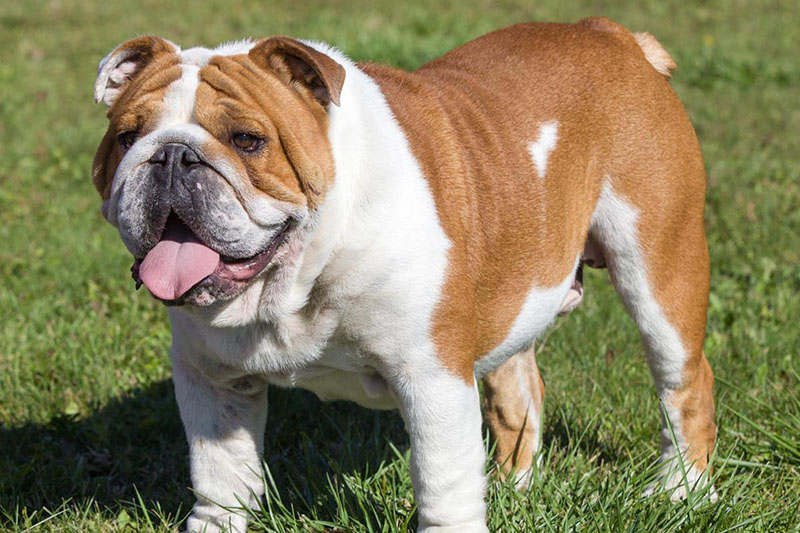 The Most Expensive Dog Breeds - Most Expensive Thing