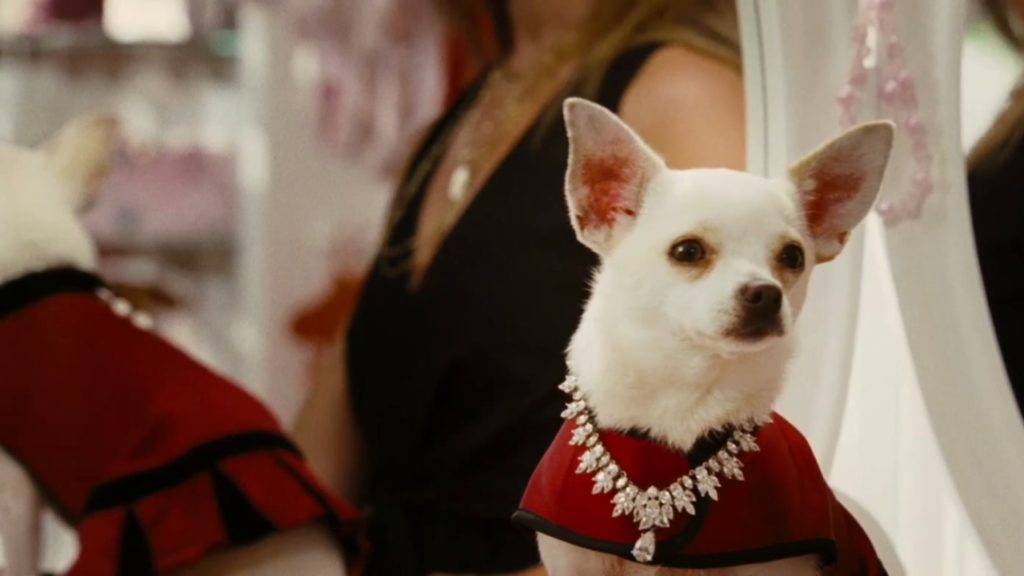Is Chloe From Beverly Hills Chihuahua Still Alive?