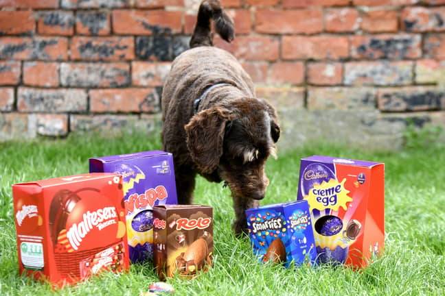 Are Maltesers Poisonous To Dogs?