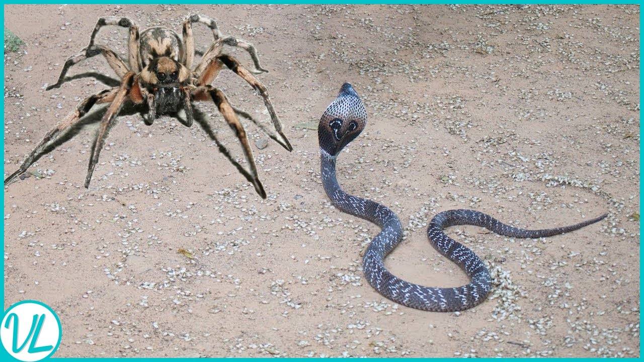 snakes-spiders