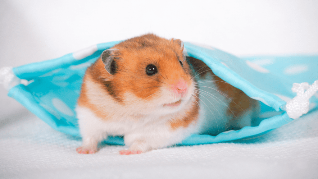 How Much Does It Cost To Put A Hamster Down?