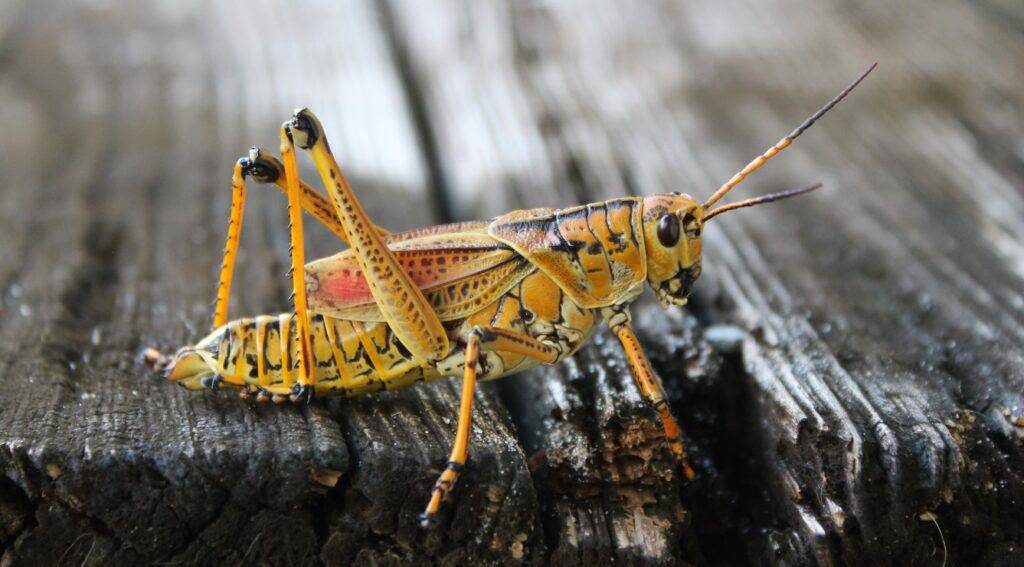 yellow eastern lubber grasshopper