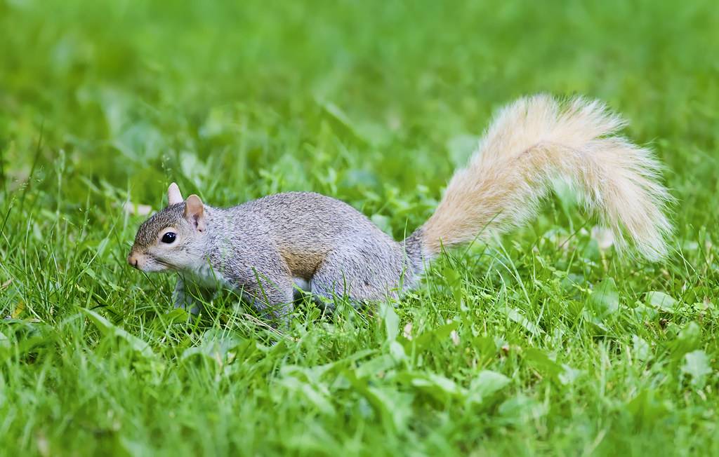 Why Do Some Grey Squirrels Have Blonde Tails?