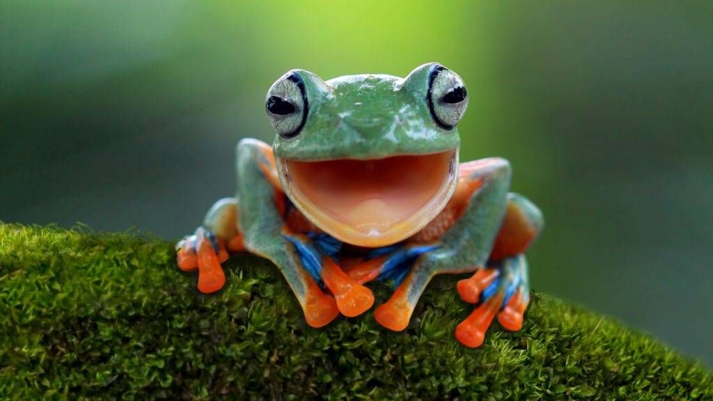 Why Do Frogs Have Large Livers?