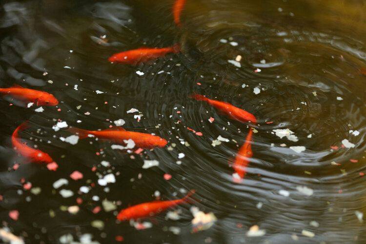 goldfish-eating-in-pond