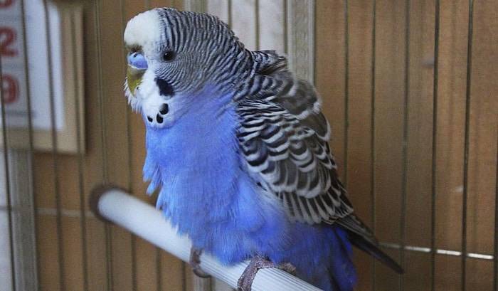 Why is my parakeet puffed up and shaking?