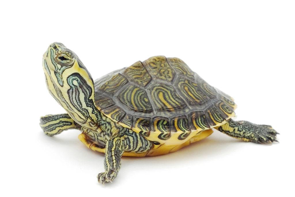 Pet-Turtle