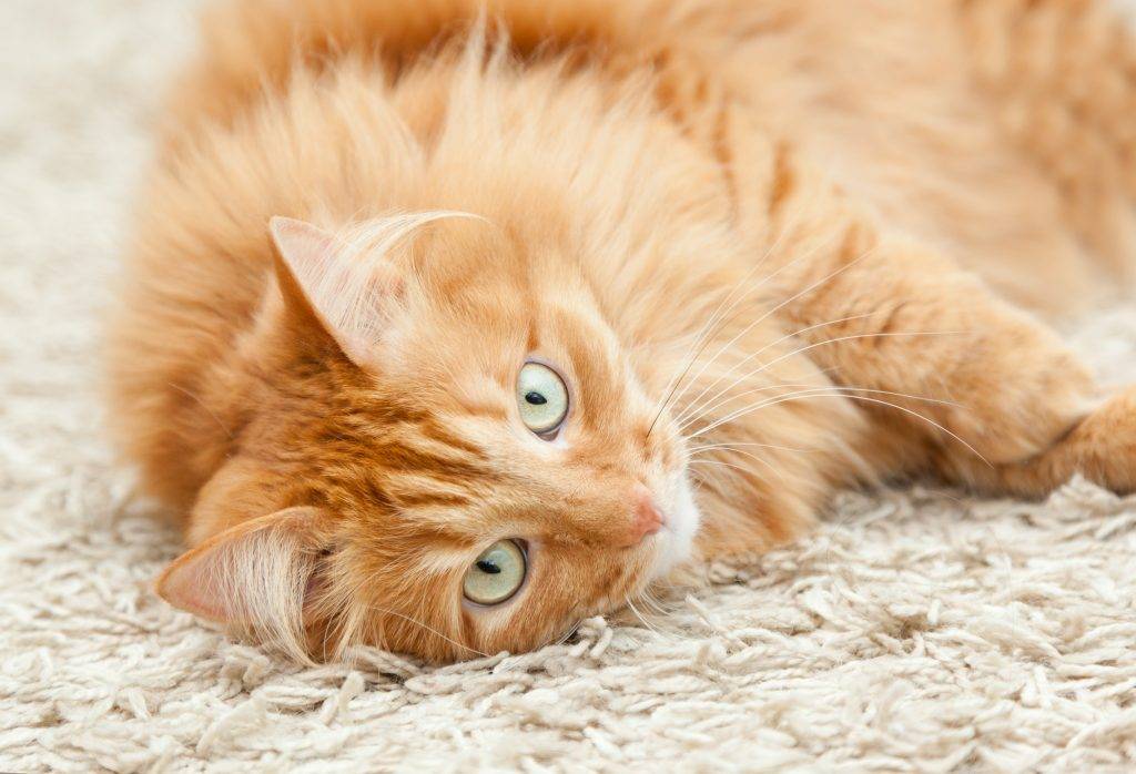cat-carpet