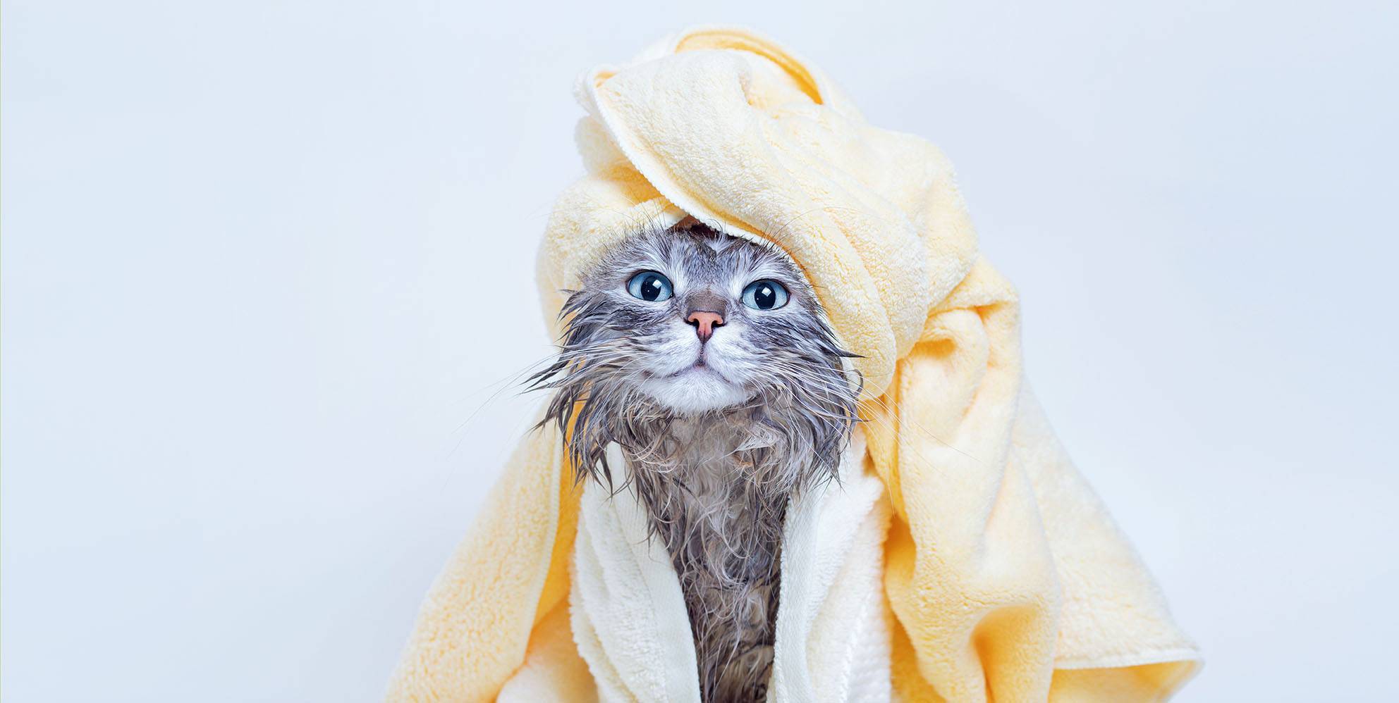cat-bath