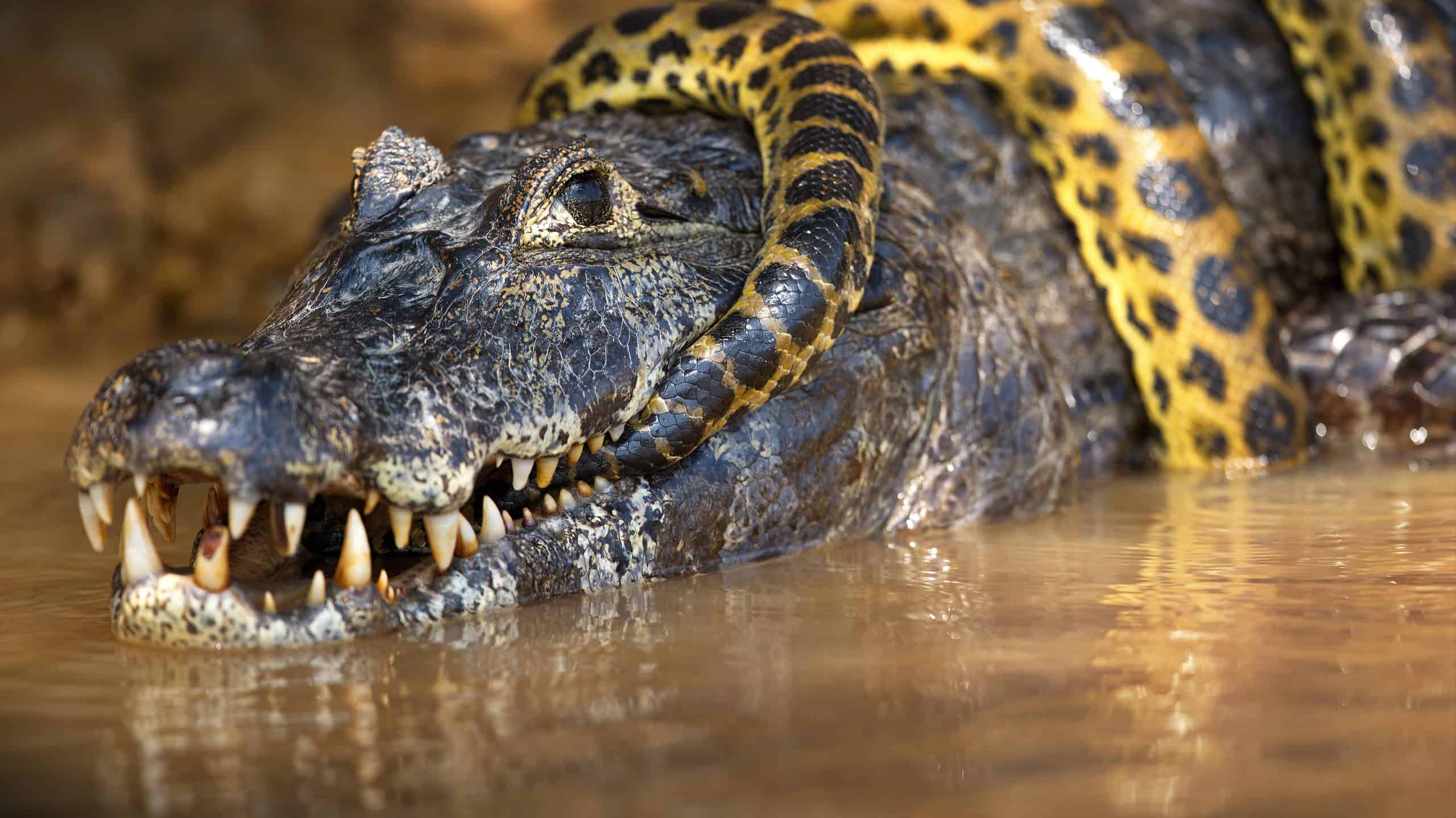 crocodile-and-snake