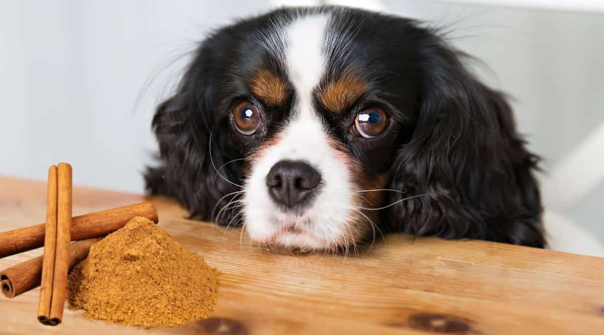 dog-cinnamon