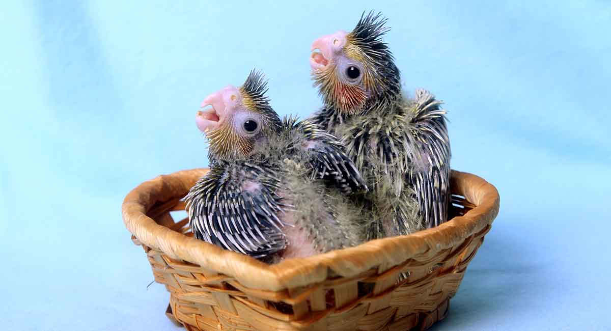 baby-cockatiels