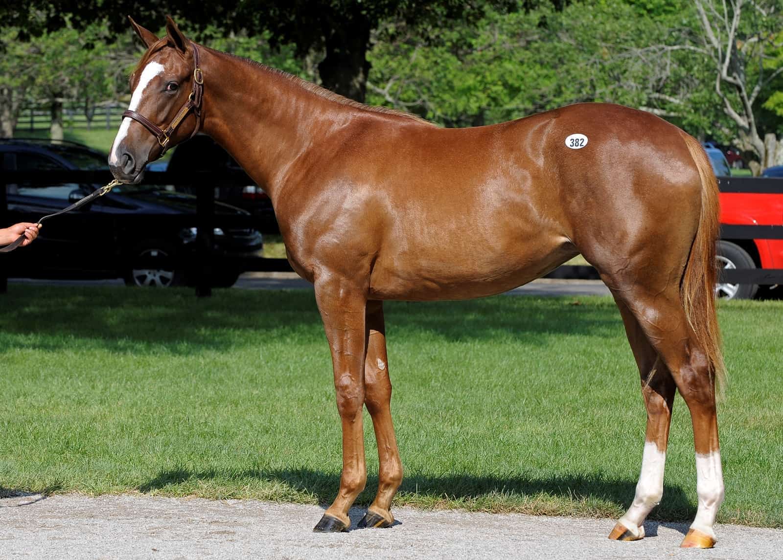 yearling-at-sale